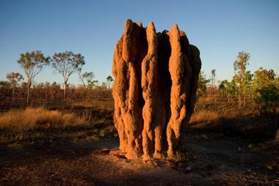 travail-stigmergique-termite